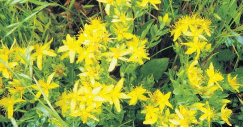 Yorgunluğa iyi gelir! Sarı kantaron nedir, ne anlama gelir? Sarı kantaron çayının faydaları nelerdir ve nasıl hazırlanır?