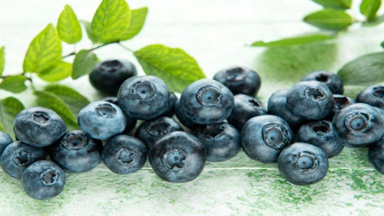 Yaban mersini nasıl büyüyor? Türkiye’nin en iyi şekilde nerede büyüyor?