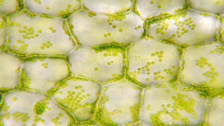 Kloroplast nedir? Kloroplastın görevi, yapısı ve özellikleri nelerdir?