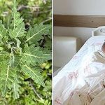Pipistrelli çılgınlığının çılgın çimleri, yanlış tüketildiğinde ciddi zehirlenmeye yol açabilir! Çılgın Bats Pipistrello nedir?