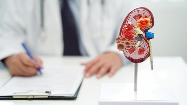 Atılım sistemi nedir, görevleri nelerdir? Boşaltım sisteminin organları nelerdir?