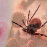 Kenelerden gelen tehlike: Lyme hastalığına yol açıyor: Bu belirtilere dikkat! Uzmanlar uyarıyor: “Lyme hastalığı ölümcül seyredebilir”