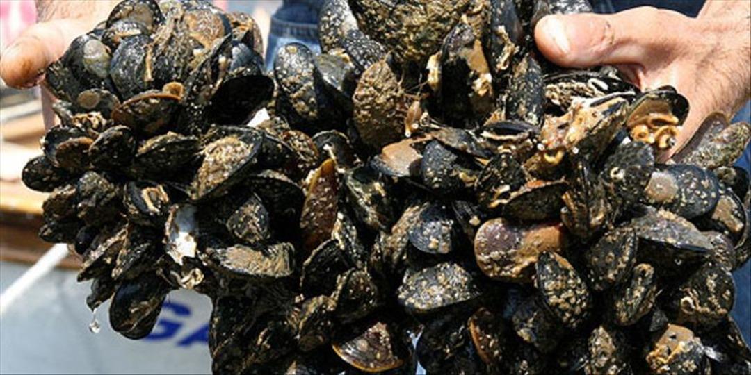 Yazın korkutucu rüyası! Denizler Alarm Ver: Bakteriyel Kabus Et Yemek ... 3