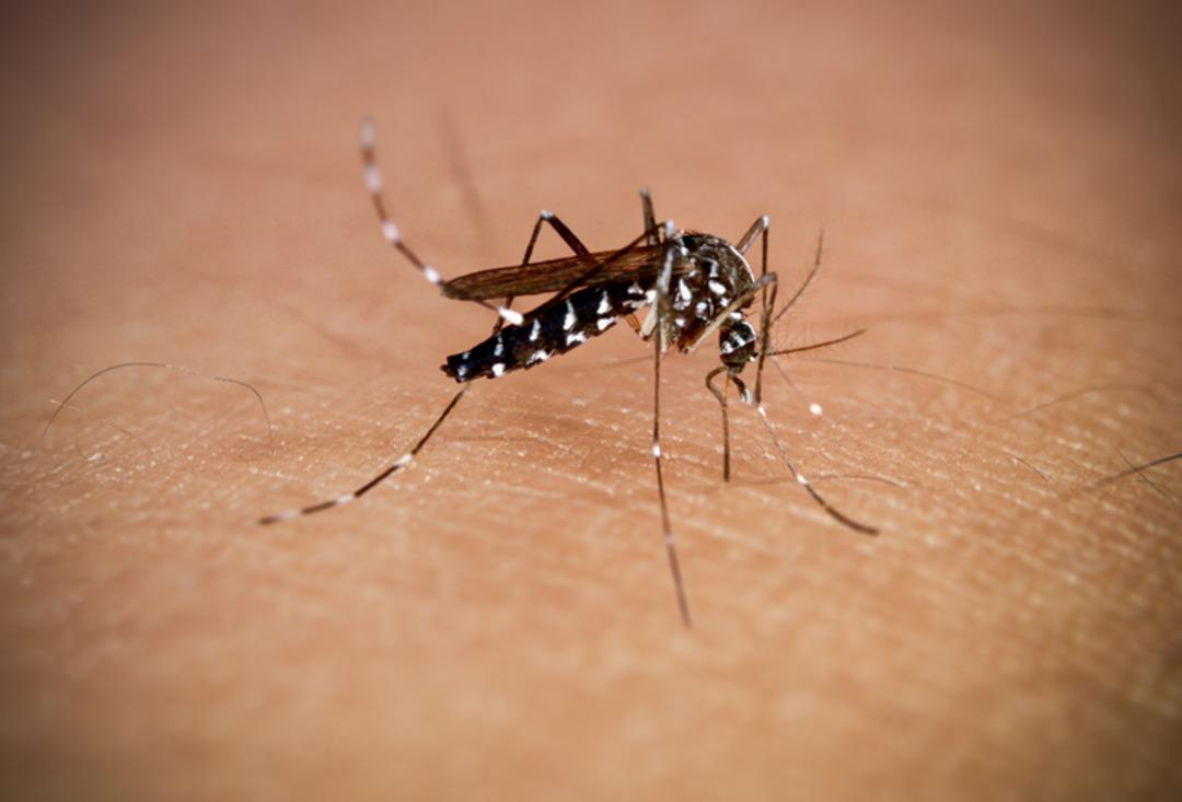 Yeni Global Salgın Uyarı: Türkiye'de herhangi bir Chikungunia virüsü var mı? Uzman adı açıklandı: