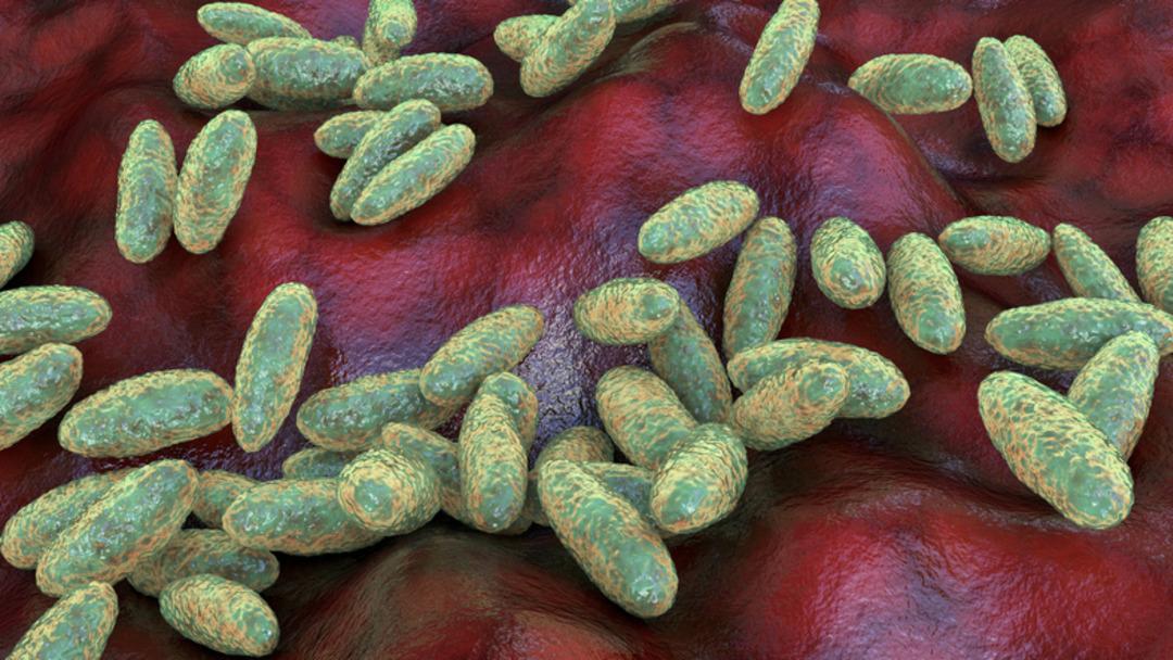 İnsanlık tarihindeki en ölümcül hastalık: Veba geri döndü! Pire ısırığı ile yayınlandı ... 2