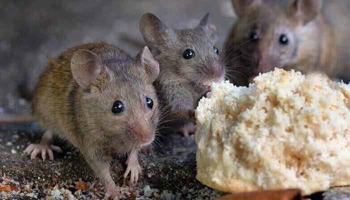 Hızlı yayılan salgına dikkat! Hayvandan insana bulaşıyor: Ölenlerin sayısı 162’ye yükseldi!
