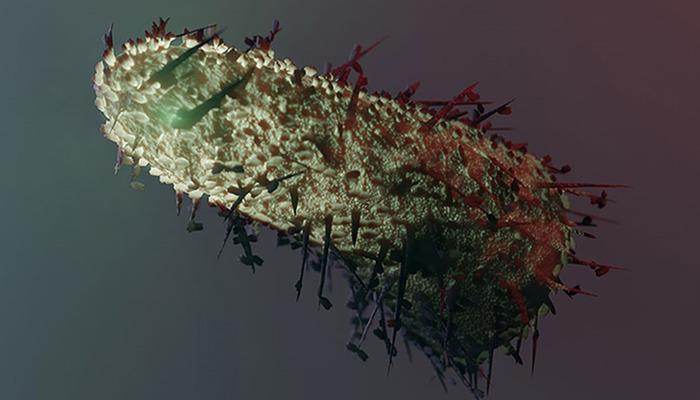 Kuduz uyarısı: “Beyin hasarına yol açarak ölüme götürür” Kuduzdan korunmada en kritik adım nedir?