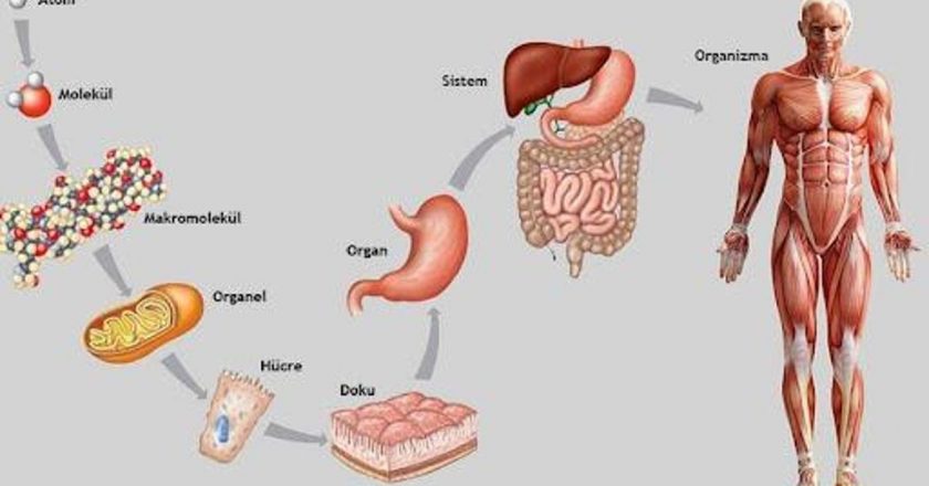 Organın Dokudan Farkı Nedir? Organ İle Doku Farkları Nelerdir?