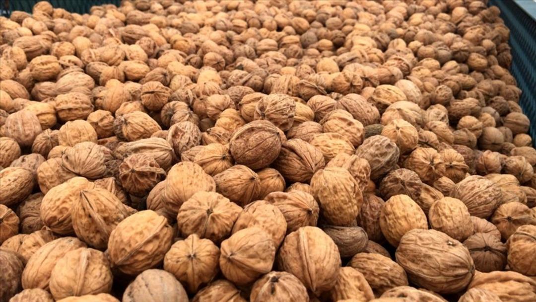 Cevizin faydaları nelerdir? Beyinden kalbe sağlığınıza tam destek: Günde ne kadar fındık tüketilmeli? Ceviz hangi organa iyi gelir? 3