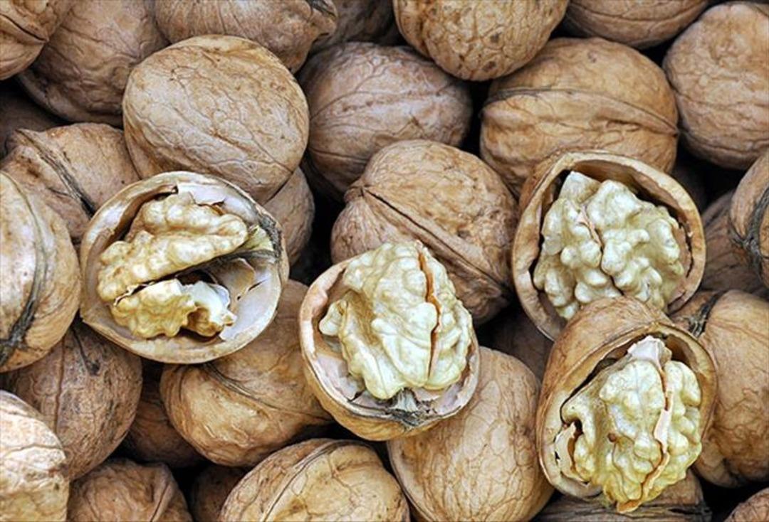 Cevizin faydaları nelerdir? Beyinden kalbe sağlığınıza tam destek: Günde ne kadar fındık tüketilmeli? Ceviz hangi organa iyi gelir? 4