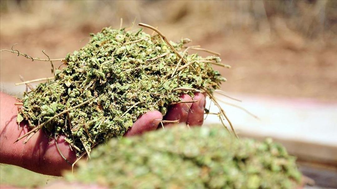 Anadolu'dan dünyaya şifa yayılıyor: Timus kanserle mücadelede umut veriyor! 3