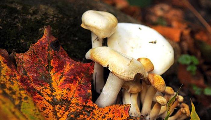 Mantarların gizemli dünyası konuşuldu! Dünyada yaklaşık 5 milyon mantar türü bulunuyor: Sadece 3 bini yenilebilir!